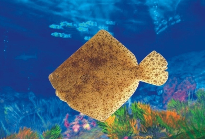 多寶魚(yú)